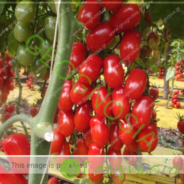 sporoi-tomatas-markyno-f1-unigen-seeds