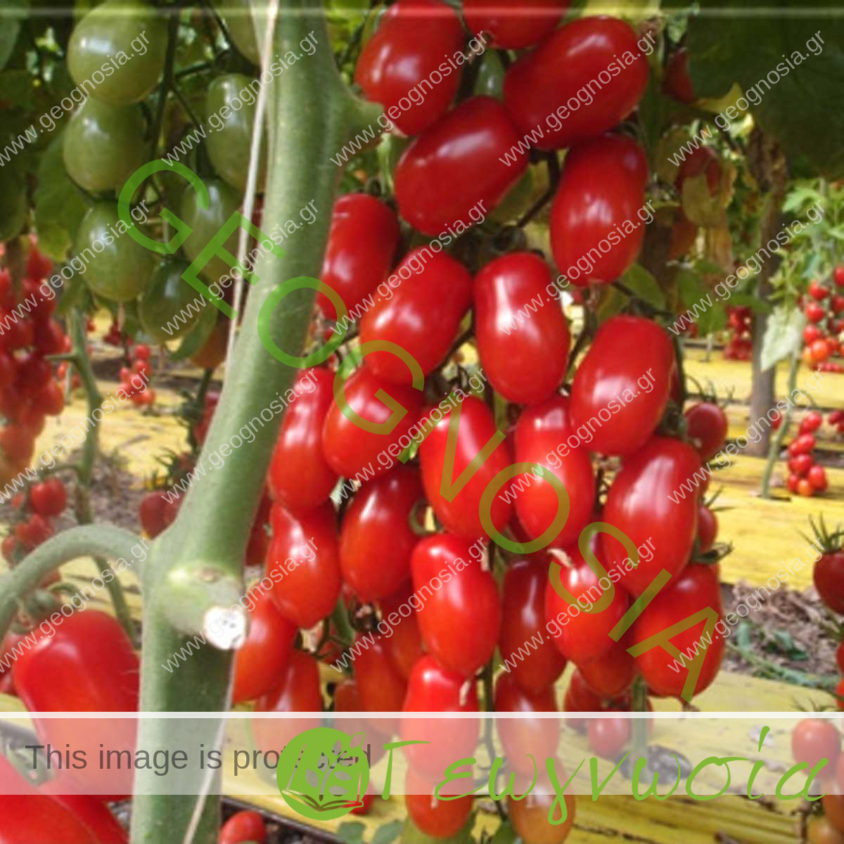 sporoi-tomatas-markyno-f1-unigen-seeds