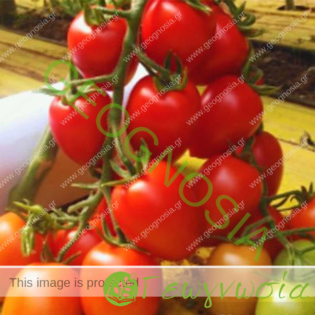 sporoi-tomatas-valletto-f1-unigen-seeds