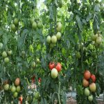 sporoi-tomatas-barosor-118800-f1-syngenta