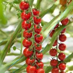 sporoi-tomatas-belido-f1-syngenta