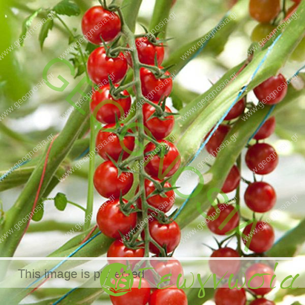 sporoi-tomatas-belido-f1-syngenta