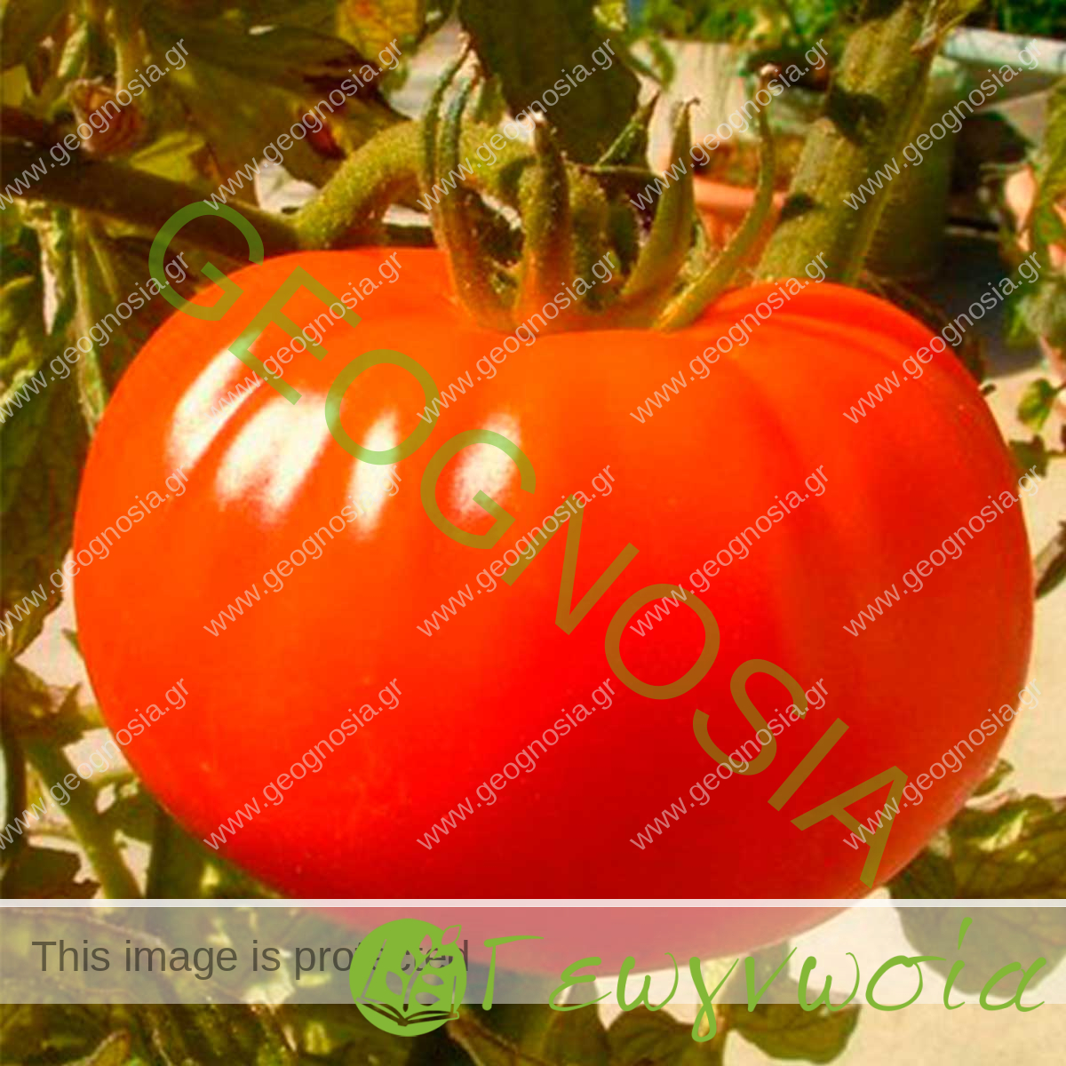 sporoi-tomatas-boa-f1-vilmorin