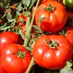 sporoi-tomatas-aytokladeyomenis-fairlady-f1-unigen-seeds