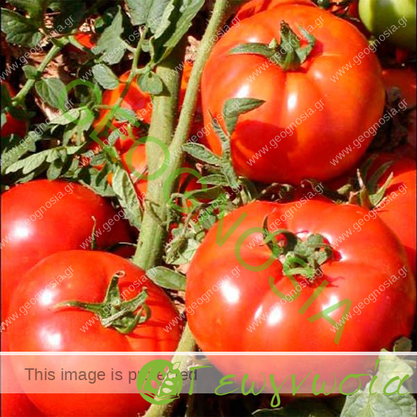 sporoi-tomatas-aytokladeyomenis-fairlady-f1-unigen-seeds