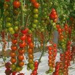 sporoi-tomatas-anarrichomenis-cherry-moncherry-2000-f1-unigen-seeds