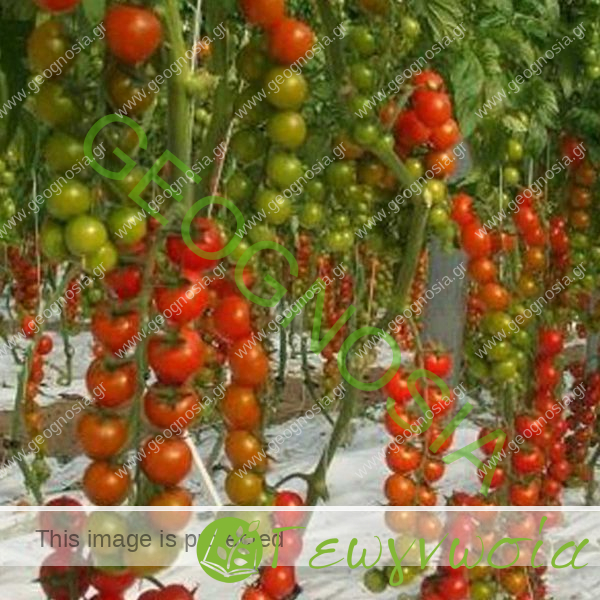 sporoi-tomatas-anarrichomenis-cherry-moncherry-2000-f1-unigen-seeds