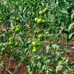 sporoi-tomatas-nectar-f1-unigen-seeds