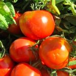 sporoi-tomatas-aytokladeyomenis-sannio-f1-unigen-seeds