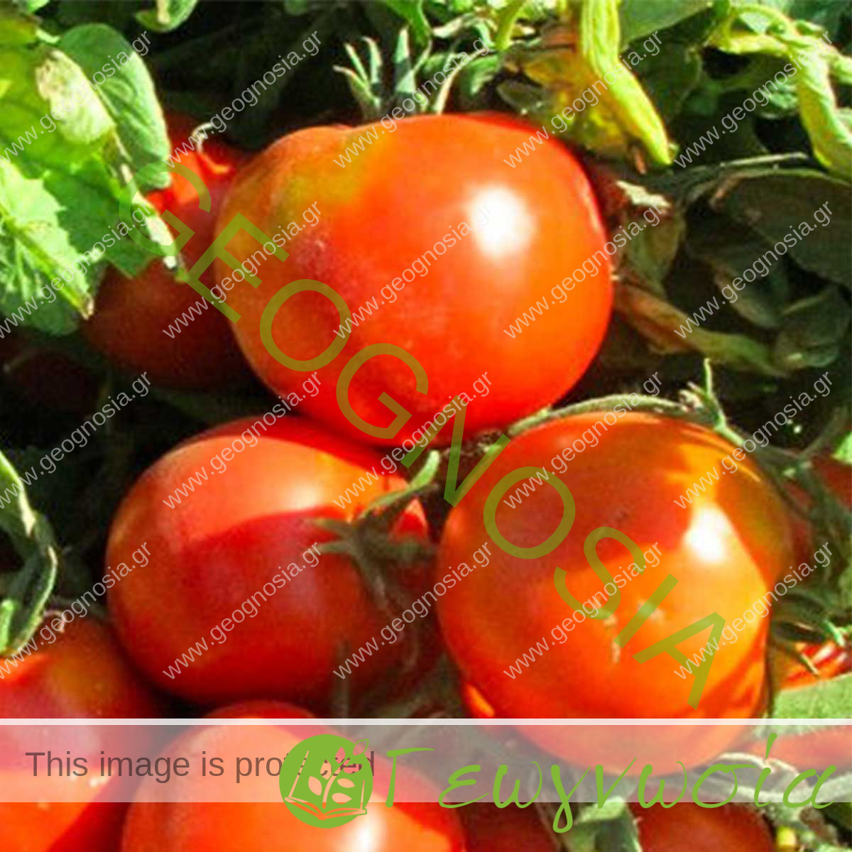 sporoi-tomatas-aytokladeyomenis-sannio-f1-unigen-seeds