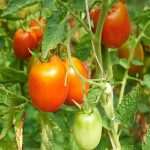 sporoi-tomatas-aytokladeyomenis-surya-f1-vilmorin