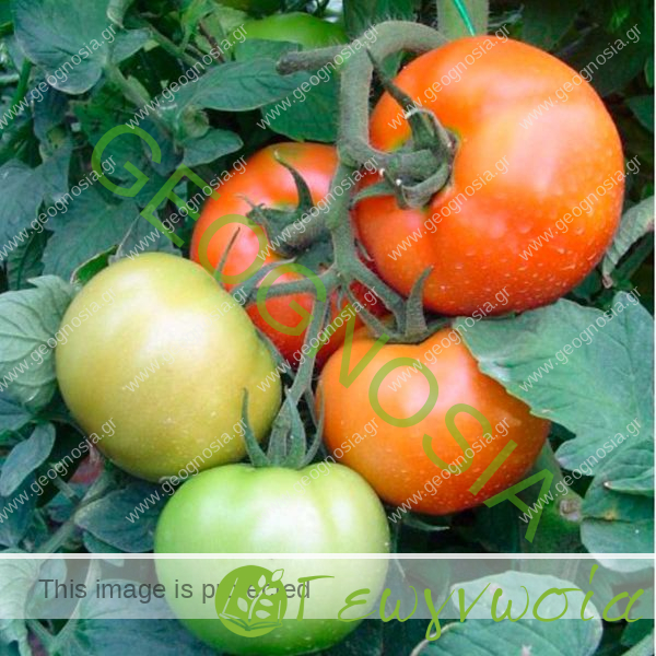 sporoi-tomatas-amati-f1-bayer-seminis