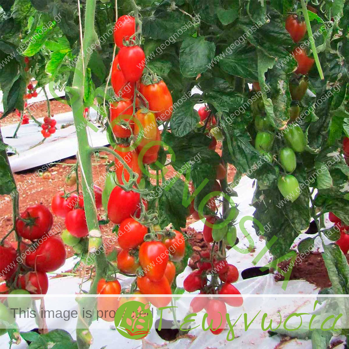 sporoi-tomatas-zucchello-f1-unigen-seeds