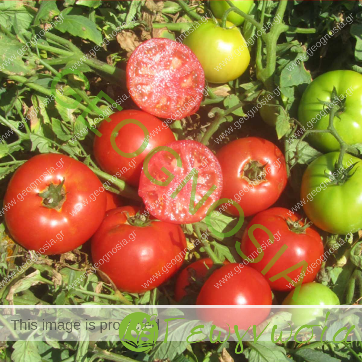 sporoi-tomata-dual-early-f1-fitotech