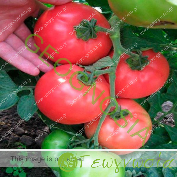 sporoi-tomatas-pink-world-f1-unigen-seeds