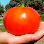 sporoi-tomatas-aytokladeyomenis-tyking-f1-unigen-seeds