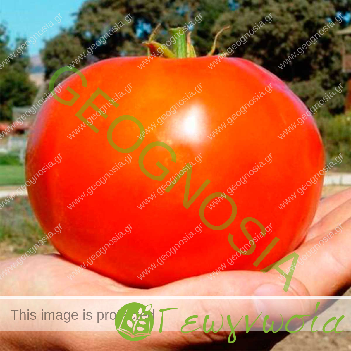 sporoi-tomatas-aytokladeyomenis-tyking-f1-unigen-seeds