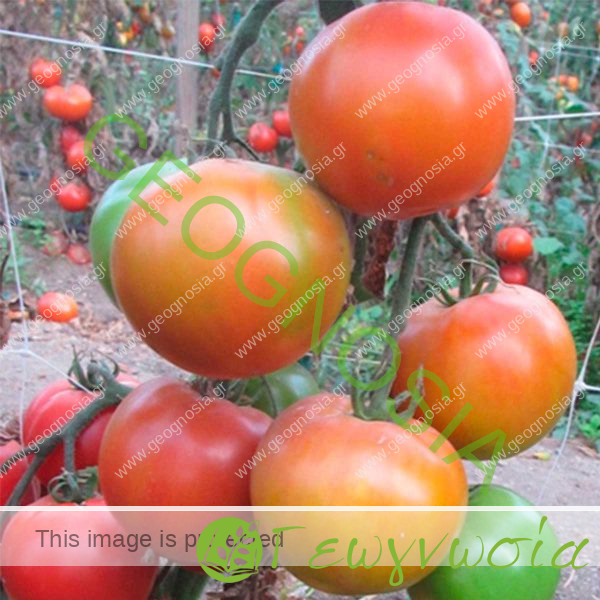 sporoi-tomatas-anarrichomenis-tropical-queen-f1-unigen-seeds