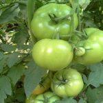 sporoi-anarrichomenis-tomatas-mara-f1-geoponiki