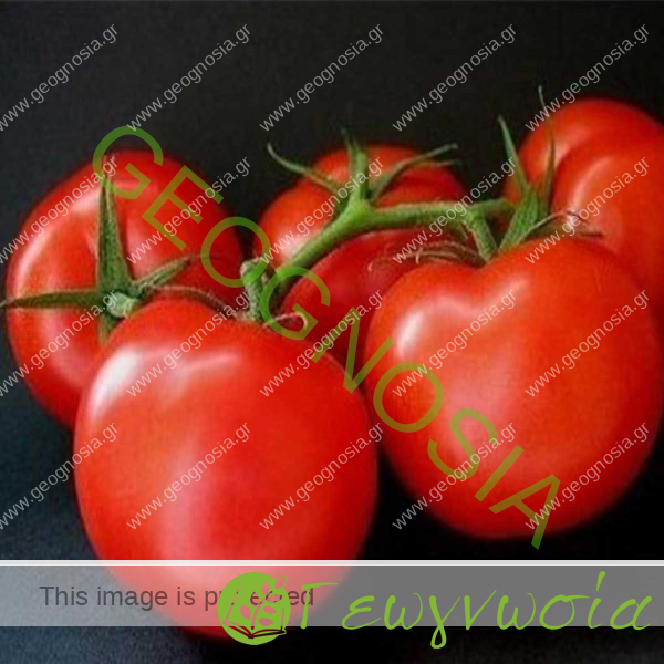 sporoi-tomatas-ace-55-vf-geoponiki