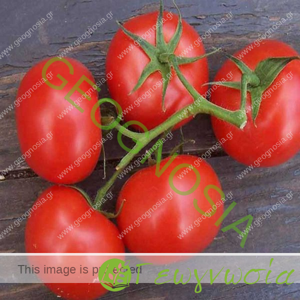 sporoi-tomatas-alfeta-f1-geoponiki