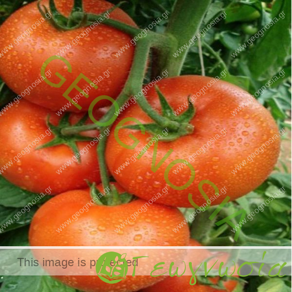 sporoi-tomatas-anarrichomenis-vitex-f1-geoponiki