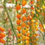 sporoi-tomatas-bamano-f1-syngenta