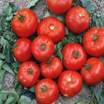 sporoi-tomatas-bizantino-f1-syngenta