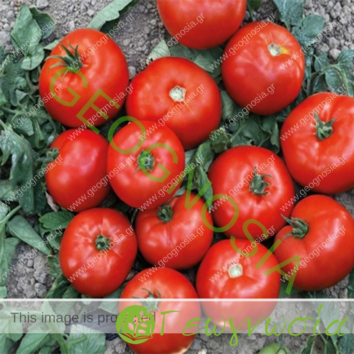 sporoi-tomatas-bizantino-f1-syngenta