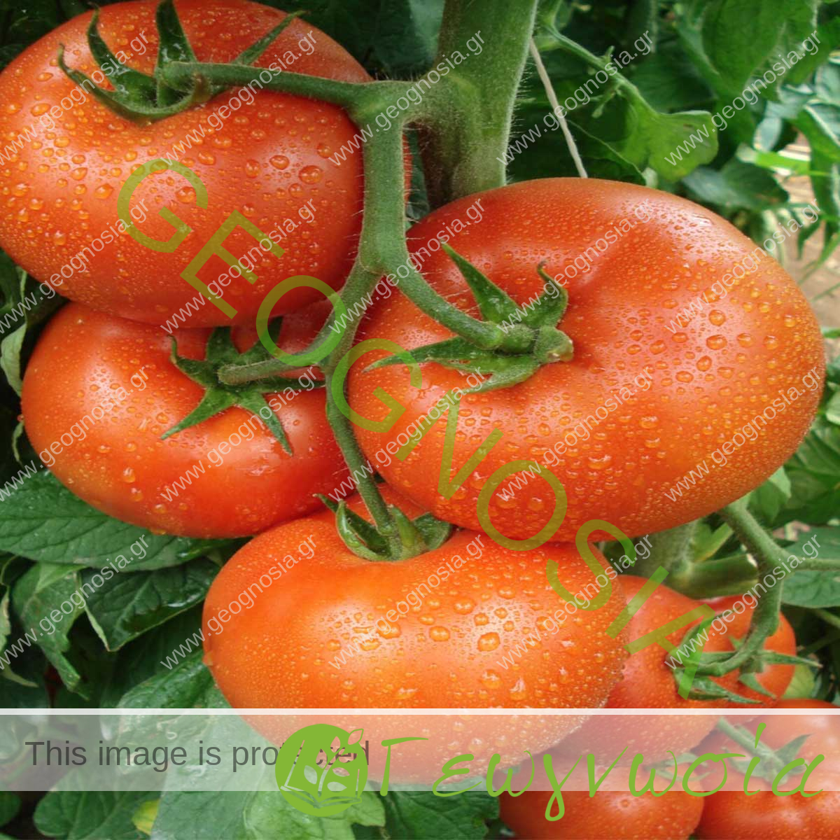 sporoi-tomatas-buda-f1-geoponiki