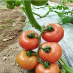 sporoi-tomatas-felix-f1-geoponiki