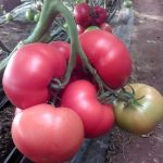 sporoi-tomatas-mamston-f1-syngenta