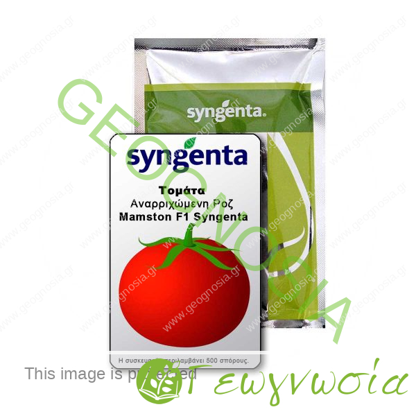 sporoi-tomatas-mamston-f1-syngenta