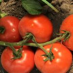 sporoi-tomatas-numantino-f1-syngenta