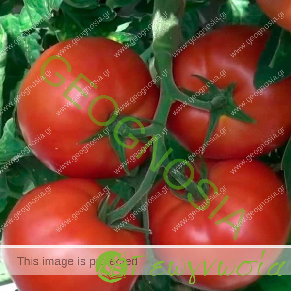 sporoi-tomatas-panekra-f1-syngenta