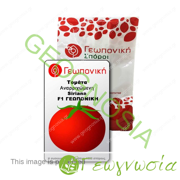 sporoi-tomatas-siriana-f1-geoponiki