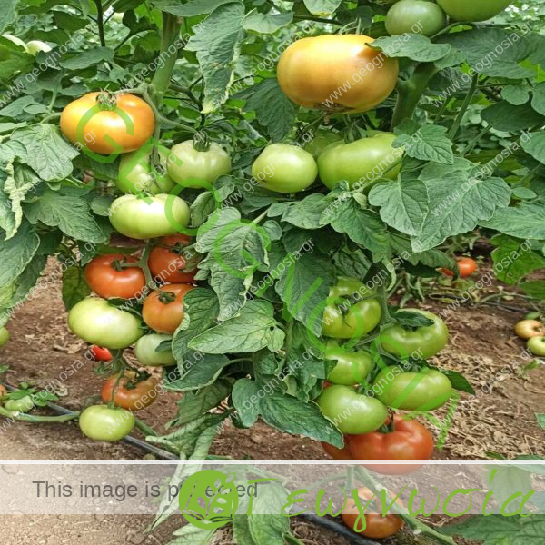 sporoi-tomatas-tremendity-f1-geoponiki