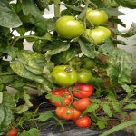 sporoi-anarrichomenis-tomatas-katon-f1-geoponiki