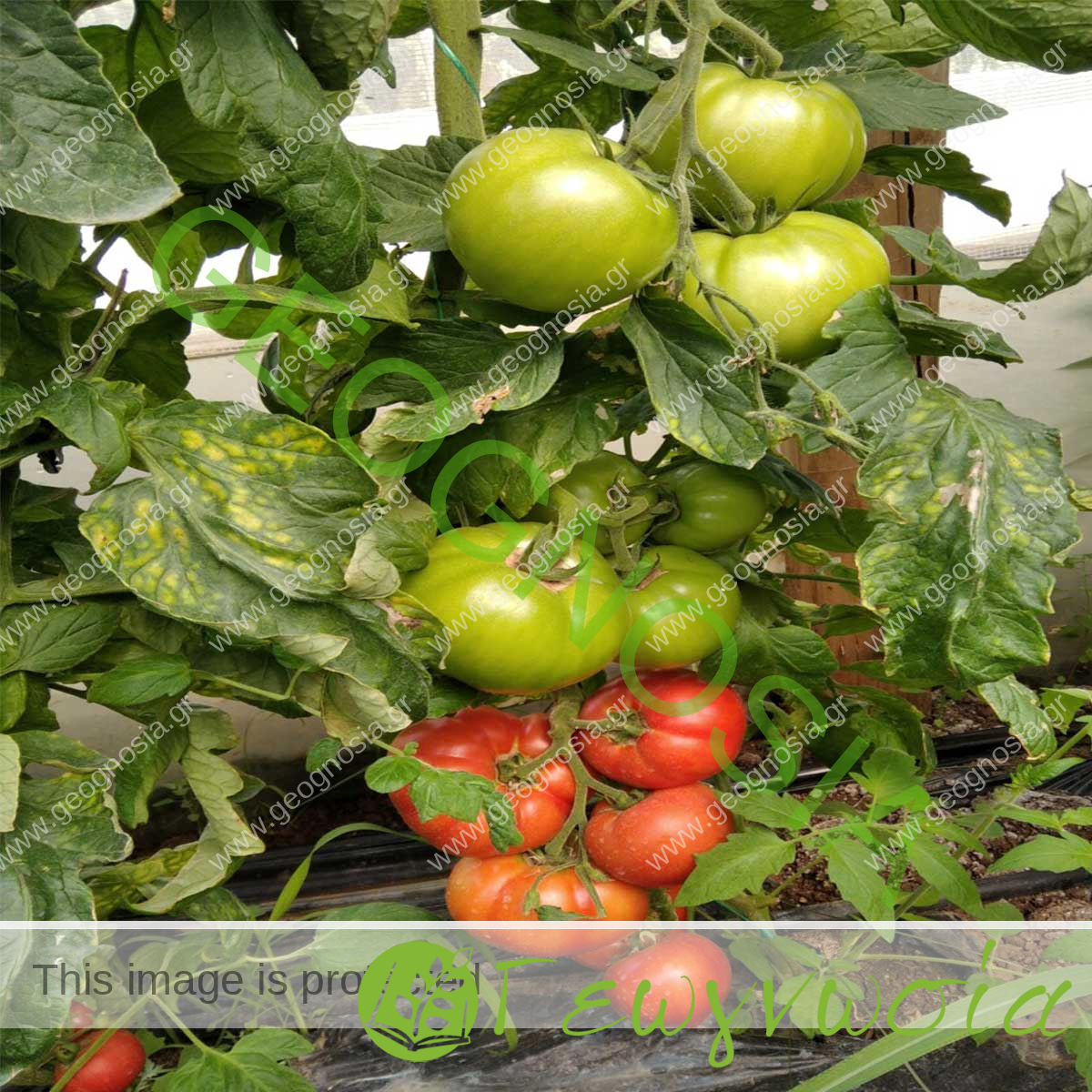 sporoi-anarrichomenis-tomatas-katon-f1-geoponiki