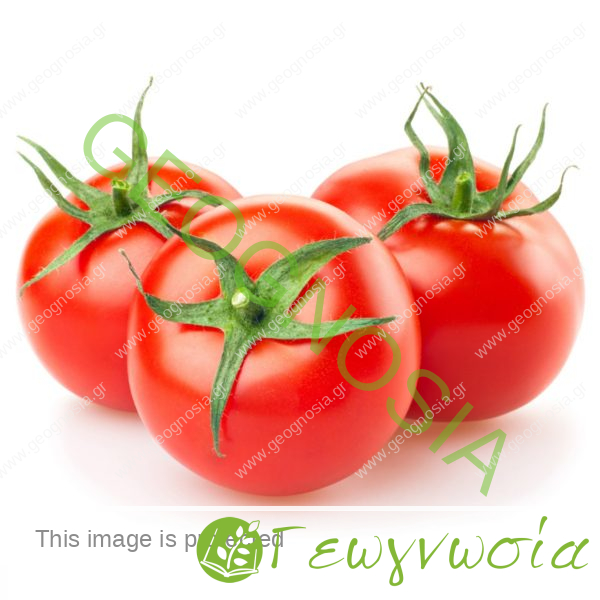 sporoi-tomatas-daluga-f1-geoponiki