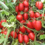 sporoi-tomatas-briscolino-f1-unigen-seeds