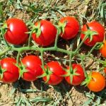 sporoi-tomatas-strombolino-f1-unigen-seeds