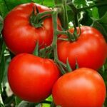 Σπόροι Τομάτας ARLETTA F1 Bayer - Seminis