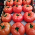 Σπόροι Τομάτας ESPERIA F1 Vilmorin