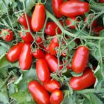 Σπόροι Τομάτας MINI MARZANO F1 Unigen