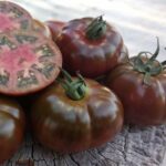 Σπόροι Τομάτας UGI 334417 F1 Unigen