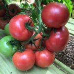 Σπόροι Τομάτας UGI 364317 F1 Unigen