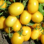 Σπόροι Τομάτας YELLOW RIVER F1 Unigen