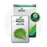 Σπόροι Μαρούλι Batavia SVLA 5166 Bayer Seminis