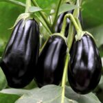 Σπόροι Μελιτζάνα EPIC F1 Bayer Seminis